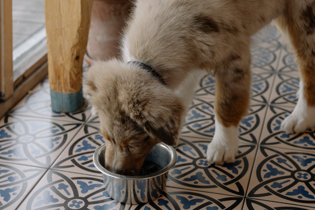 How to properly feed your dogs